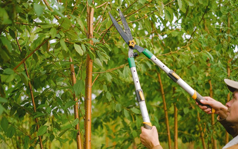 Tree trimming in Grantsville, UT